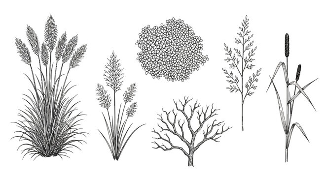 vintage botanical illustrations of various plants and grasses natural elements