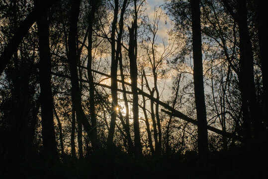 Silhouettes of trees against the sky with a low winter sun in Vinderhoutse bossen nature reserve, Ghent, Flanders, Belgium 