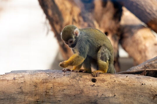 A common squirrel monkey clings to a tree trunk at Shanghai Zoo, its expressive face and long tail capturing the charm of this tiny primate