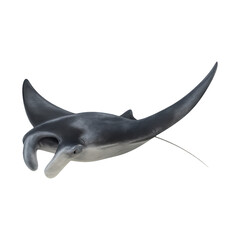 Fototapeta premium PNG Graceful manta ray silhouette