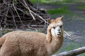 A light brown alpaca basks in warm sunlight at Shanghai Zoo, its soft fluffy fleece glowing against the natural backdrop © Xiaohan Zhou