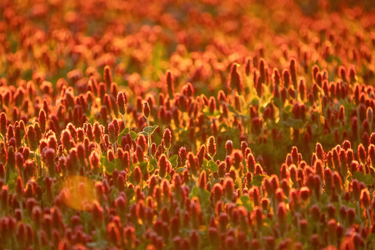 Crimson clover field at sunset in Czech Republic. Blooming Trifolium incarnatum in golden hour backlight. Beautiful red floral meadow background with soft bokeh.