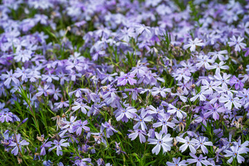 Fototapeta premium A dense, full-frame blanket of lavender creeping phlox blossoms creates a vibrant and colorful floral carpet in a spring garden.