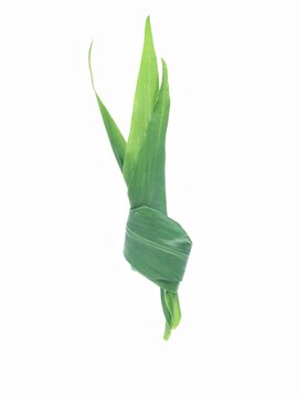 fresh green ginger (Zingiber officinale) leaves. These long, lance-shaped organic leaves are isolated on a crisp white background, perfect for herbal medicine, culinary, and healthy lifestyle themes