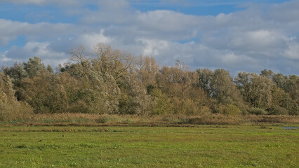 Fototapeta premium autumn marsh landscape in Bourgoyen nature reserve, Ghent, Flanders, Belgium 