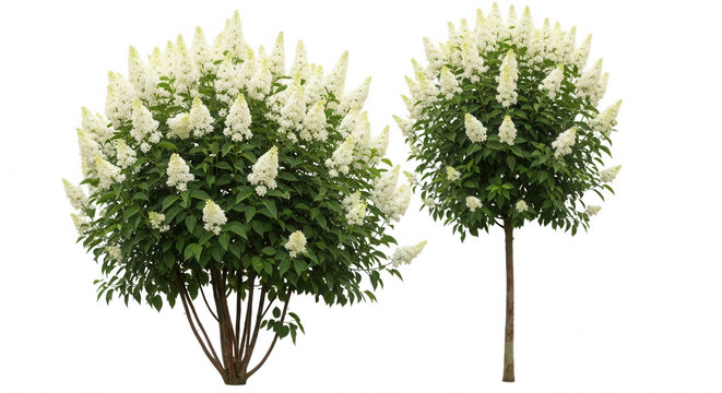 Two blooming white hydrangea paniculata shrubs with cone-shaped flower clusters and green leaves isolated on a black background