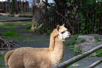 A light brown alpaca basks in warm sunlight at Shanghai Zoo, its soft fluffy fleece glowing against the natural backdrop © Xiaohan Zhou