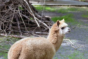 A light brown alpaca basks in warm sunlight at Shanghai Zoo, its soft fluffy fleece glowing against the natural backdrop © Xiaohan Zhou