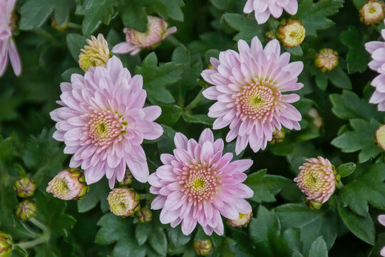 pink Chrysanthemum flowers closeup
