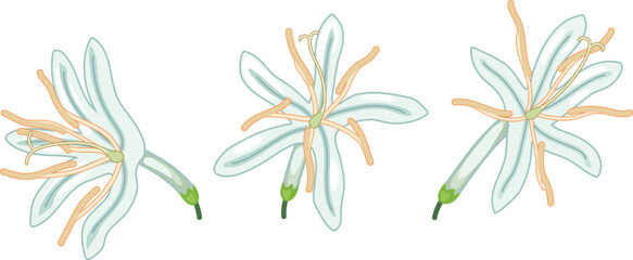 Fototapeta premium White flowers of coffee tree (Coffea arabica) set isolated on white background