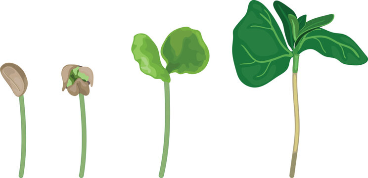 fenugreek seeds to plant Fenugreek Herb Seeds, 200 Heirloom Seeds Per Packet, Non GMO Seeds  Isla's  Garden