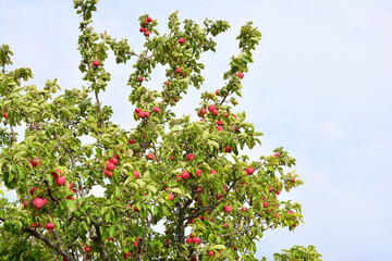 Fototapeta premium Red Apples Growing on Tree Branches in an Orchard copy space