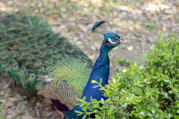Obraz premium A male Indian peafowl shows off his iridescent blue plumage, each feather shimmering with metallic hues at Shanghai Zoo