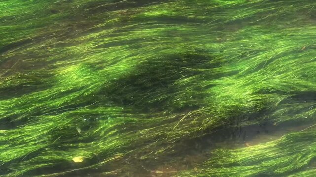 静かな川の流れに揺れる水草と癒しの自然風景