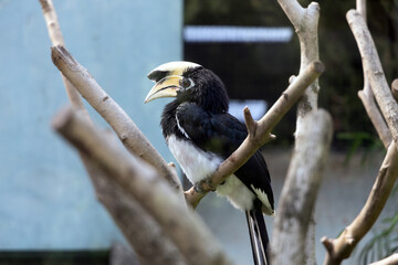 An oriental pied hornbill sits on a branch at Shanghai Zoo, its prominent yellow casque and bold black-and-white plumage drawing the eye © Xiaohan Zhou