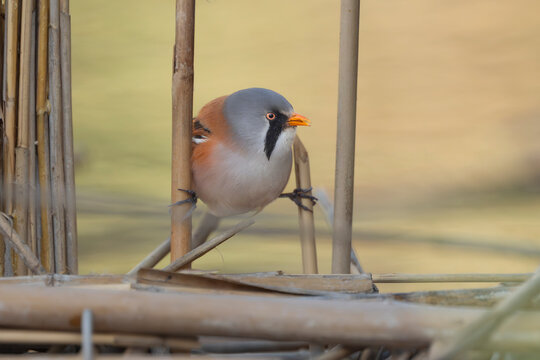 Male Bearded Reedling - Panurus biarmicus perched on reeds, El Taray, Spain. Beautiful small passerine bird with a grey head, orange-yellow bill, and prominent black "mustache" markings.