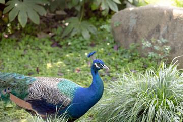 Obraz premium A male Indian peafowl shows off his iridescent blue plumage, each feather shimmering with metallic hues at Shanghai Zoo