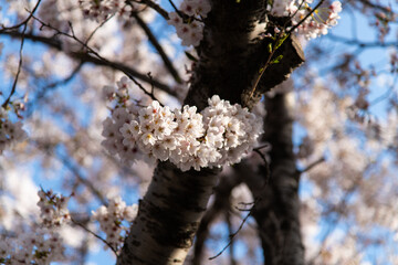 Naklejka premium Close up of beautiful cherry blossom cluster blooming on a thick tree branch in spring