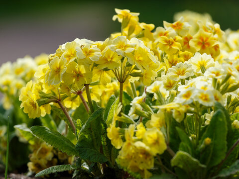 Yellow primrose flowers in a spring garden. Primula vulgaris bloom is spring garden.