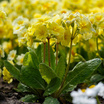 Yellow primrose flowers in a spring garden. Primula vulgaris bloom is spring garden.
