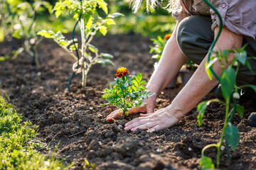 Woman gardener planting French marigold flower (tagetes patula) in vegetable garden soil for natural pest control © encierro