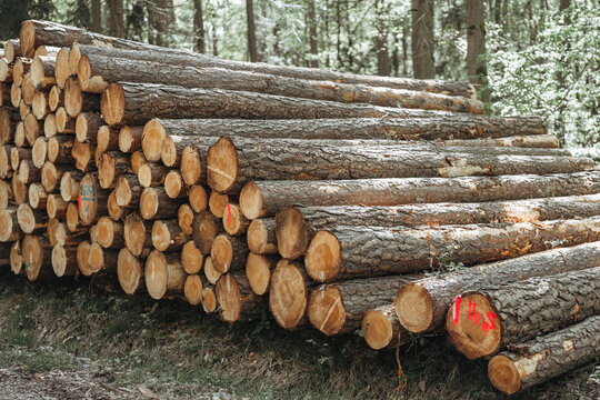 Freshly harvested logs stacked outdoors in woodland environment, forestry operations, timber industry, renewable material concept.