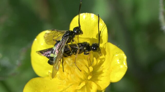 Wheat Stem Borer sawfly (Cephus pigmaeus) pair mating on a Buttercup flower, joined by a second male who tries unsuccessfully to join in. May, Kent, UK. [Slow motion x5]