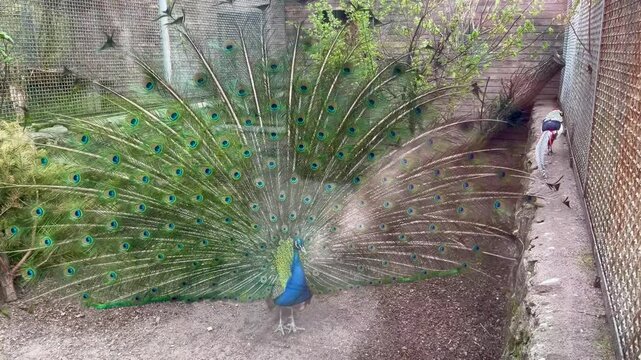 peacock displaying feathers in aviary