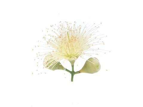 Beautiful blooming water apple flower (Syzygium samarangense) featuring delicate white stamens isolated on a clean white background. Perfect for botanical, nature, or agricultural design themes
