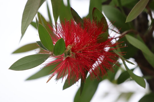 Red flower blooming on the bottlebrush tree