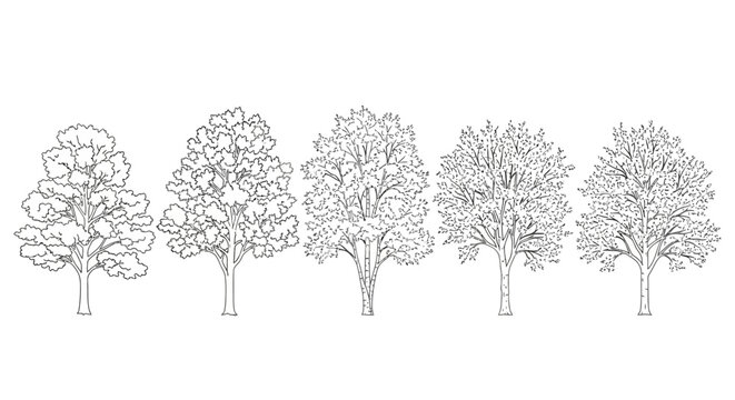 collection of five different types of trees in a row line art illustration