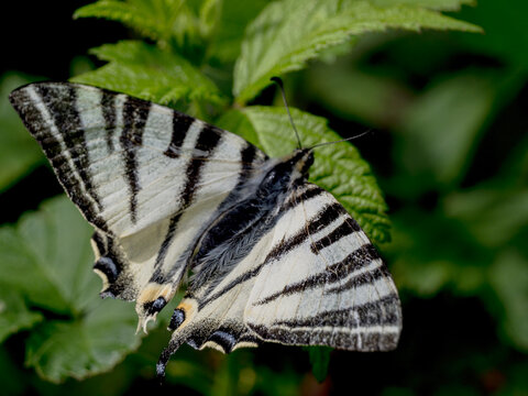 A detailed macro shot of a scarce swallowtail butterfly (Iphiclides podalirius) resting on vibrant green foliage. 