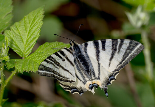 A detailed macro shot of a scarce swallowtail butterfly (Iphiclides podalirius) resting on vibrant green foliage. 