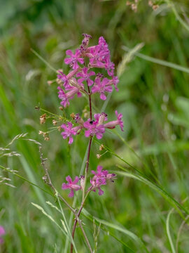 A vertical close-up of a vibrant sticky catchfly (Viscaria vulgaris) in full bloom. 