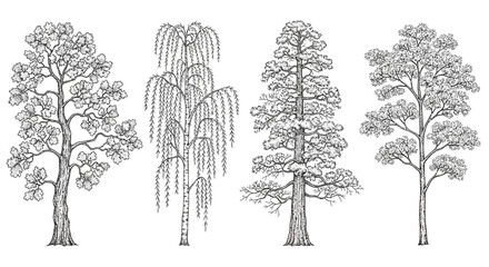 Fototapeta premium vintage illustration of four distinct trees oak weeping willow pine and deciduous