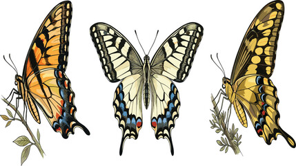 Swallowtail Butterfly Vintage Illustration Set – Detailed Botanical Entomology Drawing of Old World Swallowtail © MdMonirul