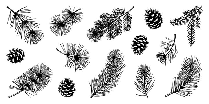 Feather foliage set with pine needles, fir cones, and dandelion seeds in sketchy line art for seasonal decor