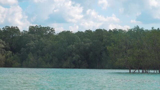 Mangroves (tall-stemmed trees Bruguiera and Ceriops), Water trees on the coast of the Andaman Sea. Thailand