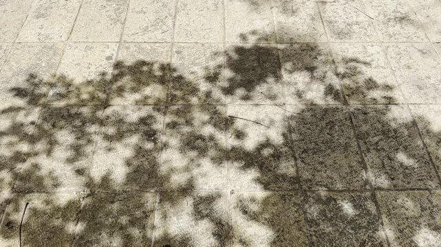 Shadows of tree branches moving in the wind across Jerusalem stone in natural sunlight.