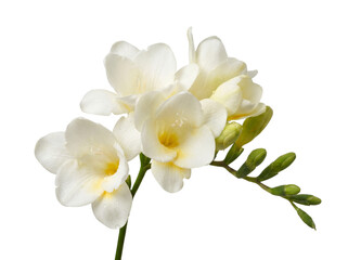 Fototapeta premium Beautiful white freesia flowers isolated on transparent background transparent background