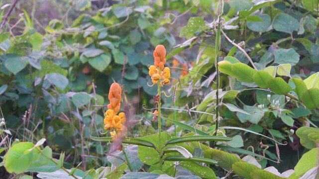 Senna alata an ornamental flowering plant from the Caesalpinioideae subfamily of Thailand