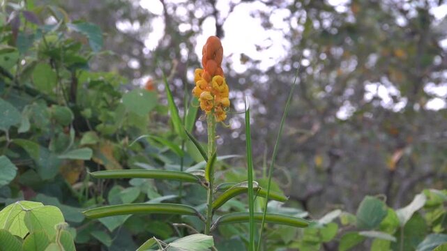 Senna alata an ornamental flowering plant from the Caesalpinioideae subfamily of Thailand