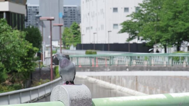 東京の日常に佇むハトの風景