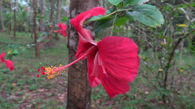 Hibiscus rosa-sinensis in Thailand