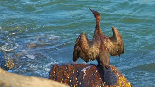 Indian Cormorant, Indian shag, Phalacrocorax fuscicollis, cormorant bird life, water bird India, aquatic bird, wetland bird, fishing bird, bird catching fish, diving bird, bird wings, bird photography