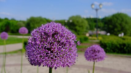 Obraz premium Onion ornamental onion garden in May. The Mercurius ornamental onion variety blooms in the flower garden in early summer.