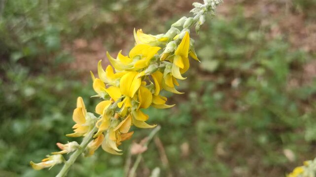 Beautiful Crotalaria pallida flowers blooming naturally with vibrant yellow petals and green foliage in a tropical outdoor environment.