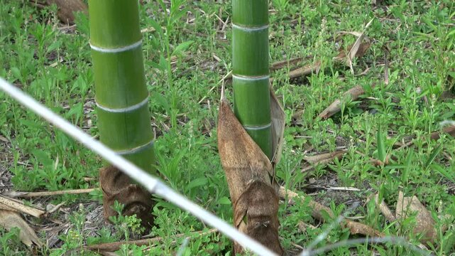 青々と伸びる竹の根元と、役目を終えた筍の皮