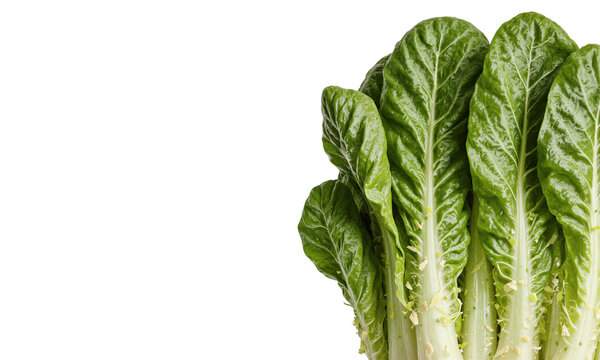 Lettuce romaine vegetable isolated on a transparent background with ample copy space for healthy diet designs