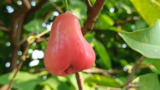 Fresh Syzygium aqueum fruits growing naturally on a tropical tree with vibrant leaves in a lush garden environment.
